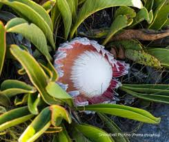 Image result for Hibiscus subreniformis