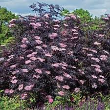 Black Lace Elderflower I Have One That Will Likely Get Too Big It Is Lovely Though Black Lace Elderberry Shrubs Plants