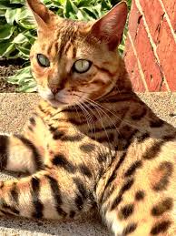 все породы кошек с фотографиями и названиями по алфавиту Pin By Jennifer Willingham On Pets Bengal Cat Pets Dog Pictures