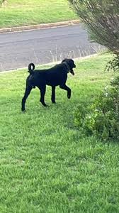 Poodle cross is wandering Duffey Ave & Farrer St. couldn't catch it. It's  male.