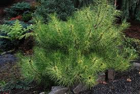 Image result for Hunteria densiflora