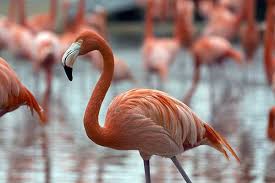 Maybe you would like to learn more about one of these? Flamingos Elephants And Sharks How Do Blind Adults Learn About Animal Appearance Hub