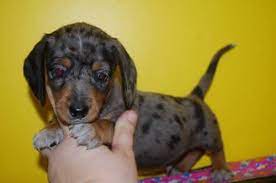 Coastal georgia miniature dachshunds, brunswick, georgia. Mini Dachshund Puppies For Sale In Box Springs Georgia Classified Americanlisted Com