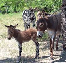 We did not find results for: Free National Geographic Pix Zonkey