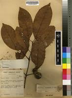 Image result for Hunteria umbellata