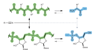 On the aqueous origins of the condensation polymers of life | Nature  Reviews Chemistry