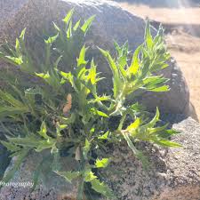Wandering Mojave Hiking...