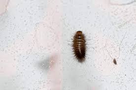 Wohnung zur miete, von privat und vom makler. Speckkafer Khaprakafer Teppichkafer Oder Doch Etwas Anderes Insekten Kafer Ungeziefer