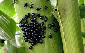 We did not find results for: Flea Beetle Control Wipe Out These Pests Epic Gardening