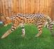 Savannah Kittens For Sale & Cats ... - Cat Adoption Near Me