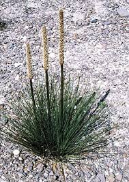 Image result for Xanthorrhoea