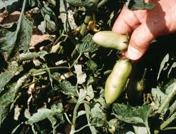 Image result for tomato seedling pseudomonas syringae pv tomato symptoms