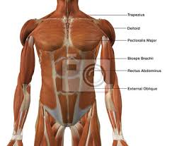 The skeletal muscles of the torso and limbs arise from the mesoderm of the somites, while those of the head arise from the mesoderm of the somitomeres which contribute to the branchial (pharyngeal). Male Front Torso Muscle Chart Fototapete Fototapeten Medicals Deltoid Bauch Myloview De