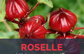 It supports the digestive system by eliminating constipation, bloating and more serious gastrointestinal problems such as colon cancer or stomach ulcers. Roselle Facts And Health Benefits