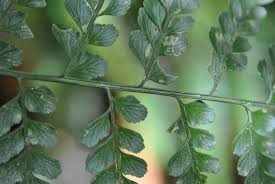 Image result for Asplenium goetzei