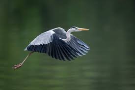 Grey Heron In Flight Bird Nature Wildlife Animal Heron Singapore Asia Nikon D850 Photography Grey Heron Animals Beautiful Birds