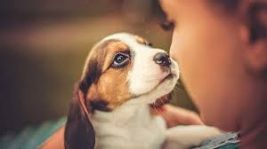 Love your pets and care for your pets. Dog Training And Adoption Help Pakistan Home Facebook