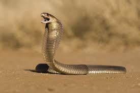 snake