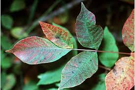 Department of agriculture, jeffrey c. What Is Poison Sumac How To Get Rid Of Poison Sumac