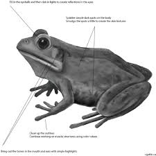 Realistic Frog Drawing Step 3 Before You Work On The Bumpy Sections Of The Skin You Must First Smoothen Out The Skin Using A Smoot Frog Drawing Frog Drawings