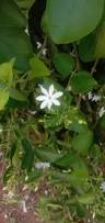 Image result for Jasminum fluminense