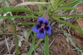 Image result for Aptosimum albomarginatum