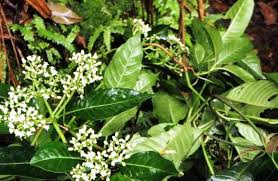 Image result for Rauvolfia vomitoria