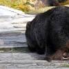Saw this baby wombat at cradle mountain. Https Encrypted Tbn0 Gstatic Com Images Q Tbn And9gcrah4npmfqv388vxiby5aocnkhx9olnspvmjs2g7ndxatedb2co Usqp Cau