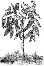 Pin On Plant Macrofossils Paleobotany