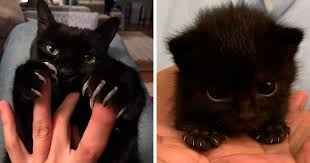 Other therapeutic applications for cat�s claw are many, which is a common trait of herbs with immune stimulatory activity, and include: The Murder Mittens Group Is All About Cats Showing Off Their Claws And Here Are 40 Of The Most Scarily Cute Ones Bored Panda