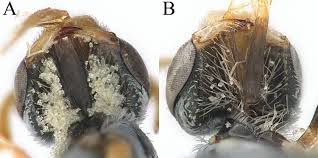 Image result for Isoglossa perdita