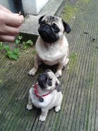 Royal canin's bites are specially made to be easily comes in puppy, adult, and senior variations. 52 Pug Puppies For Sale Ideas Pug Puppies Puppies Pug Puppies For Sale
