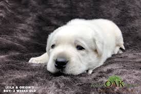 $1,000 (sacramento) pic hide this posting restore restore this posting. Labrador Puppies For Sale In Southern California Craigslist The Y Guide
