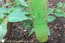 Whether you water with a hose, bucket, drip irrigation system, or sprinkler, regular irrigation is the edible gardener's most important chore. How To Water A Vegetable Garden The Right Way Get Busy Gardening