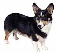 Juen Pet Bilgi Portali Kopek Irk Detay Welsh Corgi Pembroke