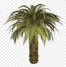 Palm trees immediately reminded of the pictures of long afternoons at the beach with a gentle whistling fan shaped leaves as they sway in the sea breeze. Png Format Images Small Palm Tree Png Transparent Png 1600x1542 7008 Pngfind