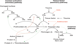 The activated partial thromboplastin time (aptt) assay is a very common coagulation test, used for several reasons. View Of Discordance Between Aptt And Anti Factor Xa Levels And Implications In Patients Receiving Intravenous Unfractionated Heparin Therapy The Southwest Respiratory And Critical Care Chronicles