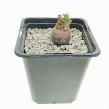 Image result for Euphorbia platyrrhiza
