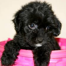 Black And White Yorkie Poo Puppies For Sale Cute Black Yorkie Poo All Puppies Pictures And Wallpapers Yorkie Poo Black Yorkie Poo Yorkie Poo Puppies