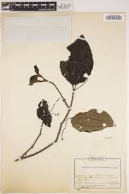 Image result for Ochthocharis