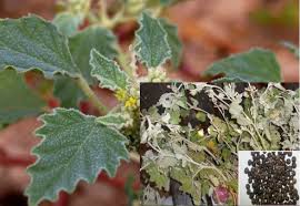 Image result for Chrozophora plicata