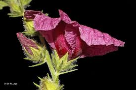 Image result for Hibiscus diversifolius