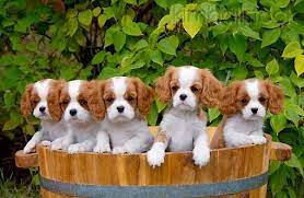 Pup 10 Ma0009 01 Cavalier King Charles Spaniel Puppies Peeking Out Of Basket On Grass King Charles Cavalier Spaniel Puppy King Charles Puppy King Charles Dog
