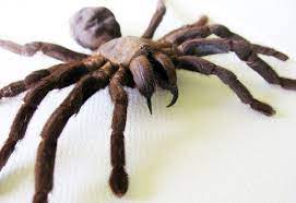 Real Spider Tarantula Museum Quality From Indonesia In Display Big Spiders Tarantula Real Spiders