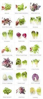 Sebelum memulai menanam tanaman sayuran selada, beberapa proses yang perlu diperhatikan adalah pemilihan bibit yang. Lettuce Selada Dapur Prima