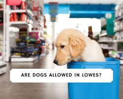 Maybe you would like to learn more about one of these? Are Dogs Allowed In Lowe S Dog Policy Info 2021 We Love Doodles