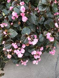 Image result for begonia semperflorens