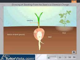 Growing Of Seedling From The Seed Is A Chemical Change Youtube
