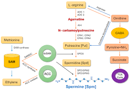 Spermidine synthase is a descriptor in the national library of medicine's controlled vocabulary thesaurus, mesh (medical subject headings). Cells Free Full Text Spermine Its Emerging Role In Regulating Drought Stress Responses In Plants Html
