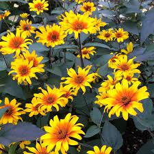 Burning Hearts False Sunflower Heliopsis Perennial Plants Perennials High Country Gardens